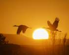 Sandhill cranes flying by the sun at sunrise, Bosque del Apache NWR, New Mexico Art Print